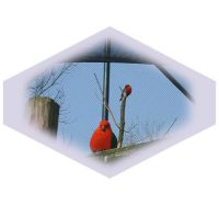 Vogelnet-1.jpg