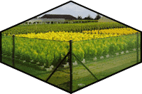 Ostend Net windbreak